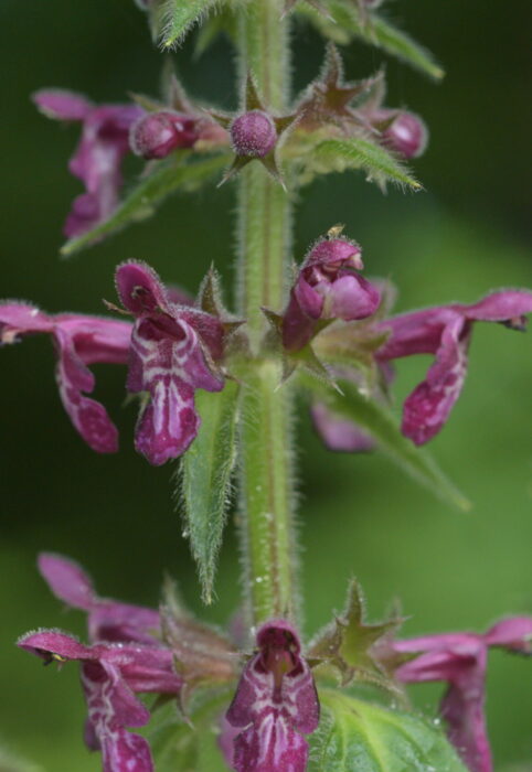 épiaire des bois Stachys sylvatica 16 au 21:06:2017 Creuse4