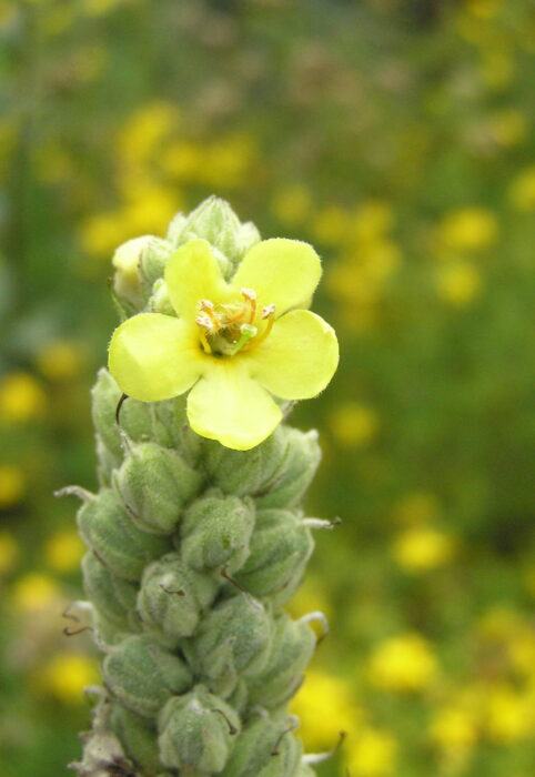 p 93 Bouillon blanc fleur